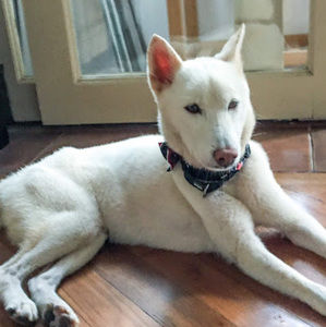 Meet your Posher, Diana